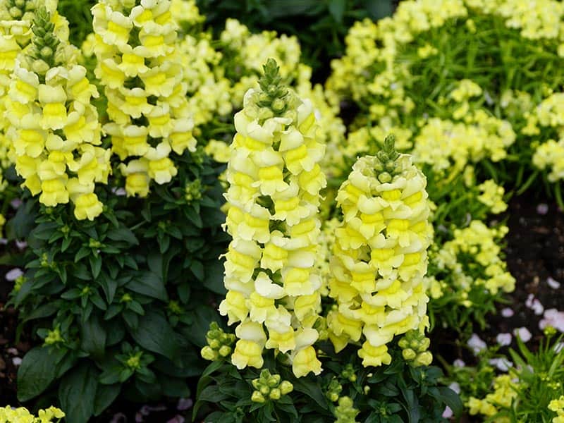 Snapdragon Yellow Flowers