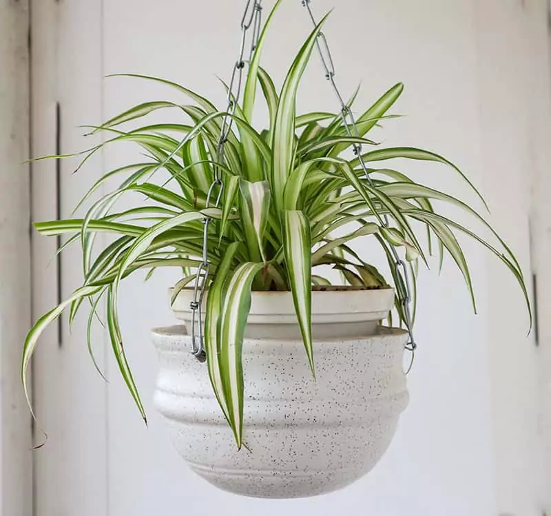 Spider Plant