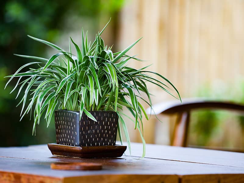 Spider Plant