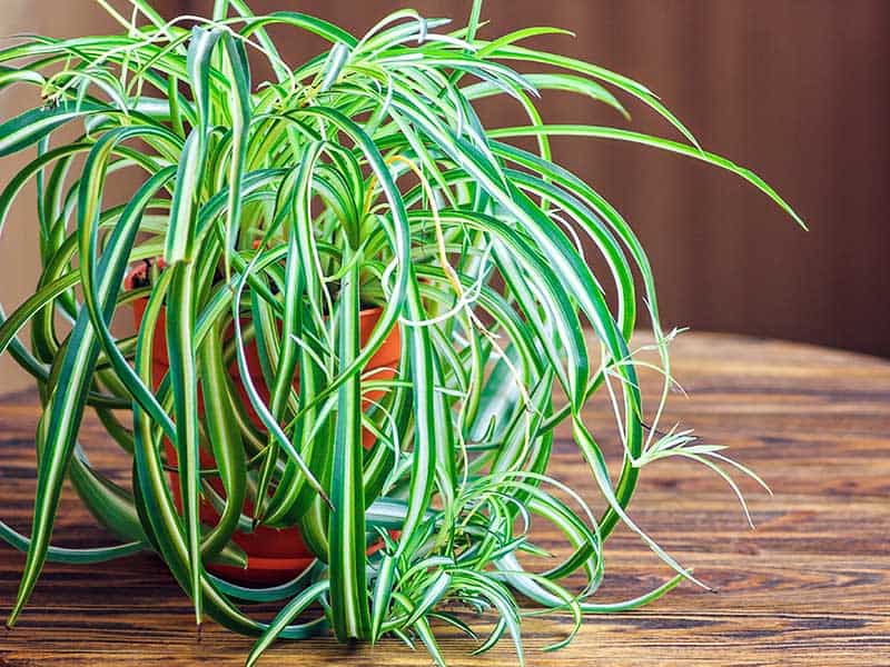 Spider Plant