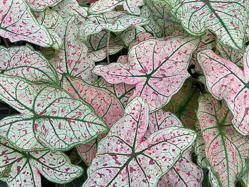 Splash Of Wine Caladium