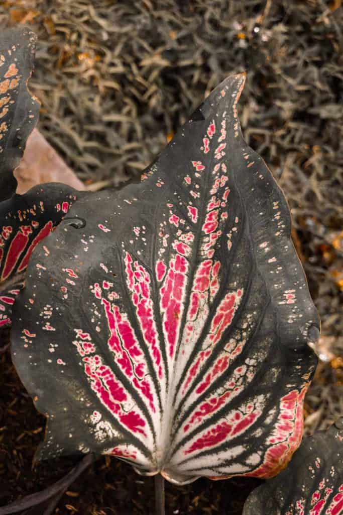 Starburst Caladium