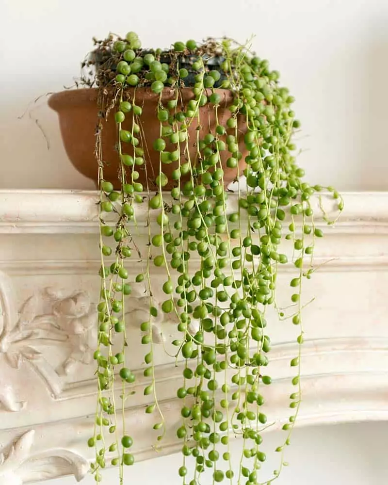 String Pearls Plant