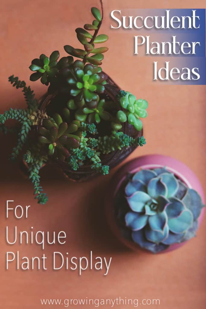 Succulent Planter Ideas