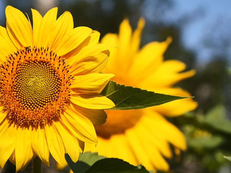 Sunflower Yellow Flowers