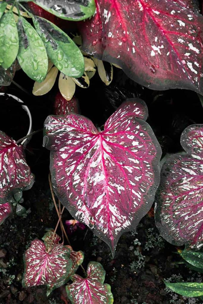 Tickle Me Pink Caladium