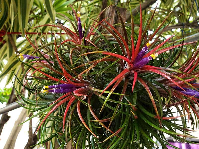 Tillandsia On Nature Background