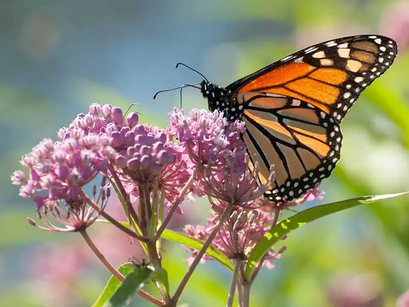 Tropical Milkweed