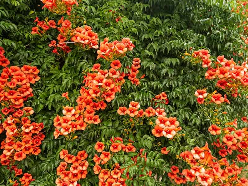 Trumpet Vine