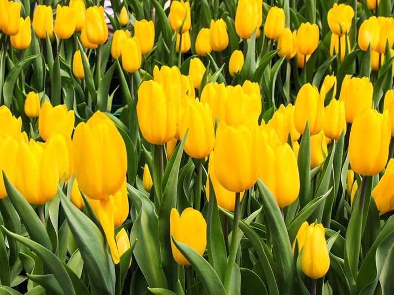 Tulips Yellow Flowers