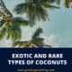 Types Of Coconuts