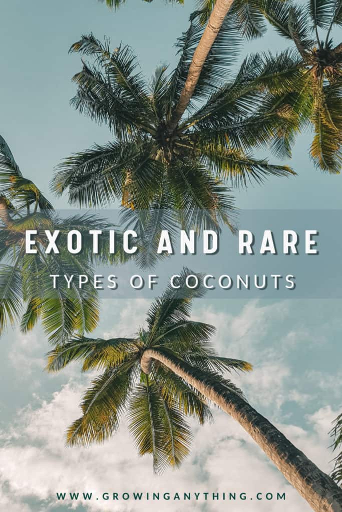 Types Of Coconuts