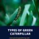 Types Of Green Caterpillar