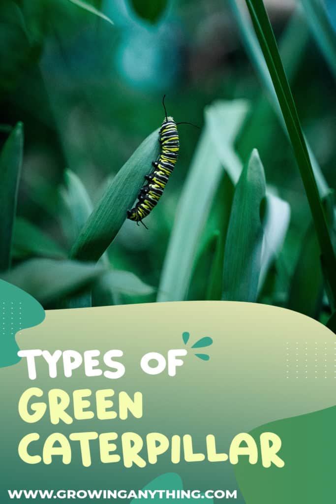 Types Of Green Caterpillar