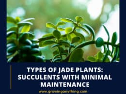 Types Of Jade Plants Succulents