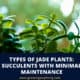 Types Of Jade Plants Succulents