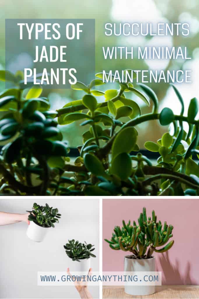 Types Of Jade Plants Succulents