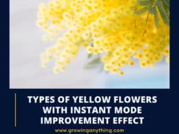 Types Of Yellow Flowers