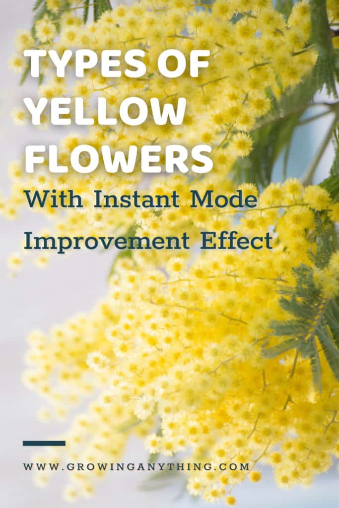 Types Of Yellow Flowers