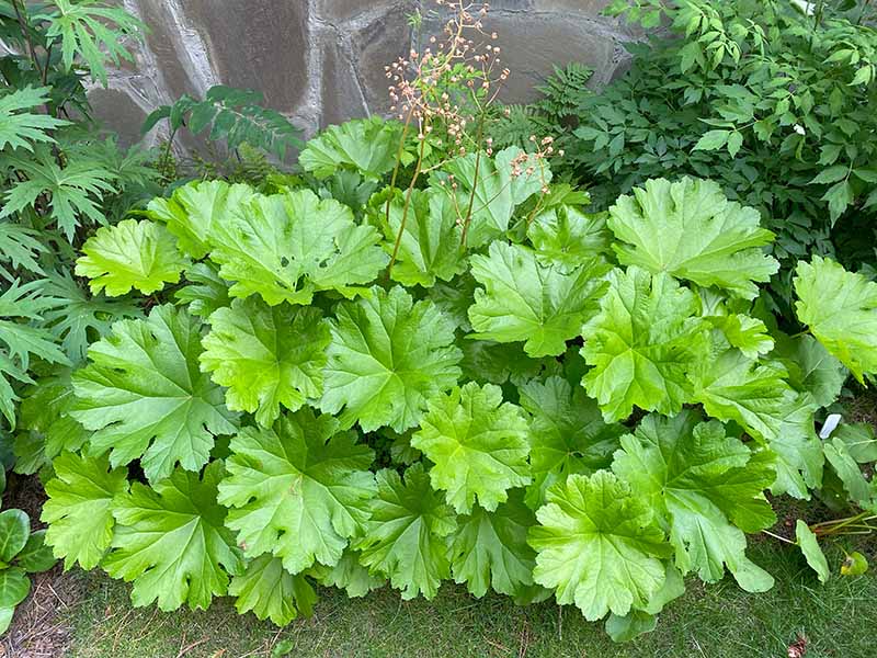 Umbrella Plant