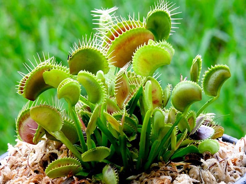 Venus Flytrap