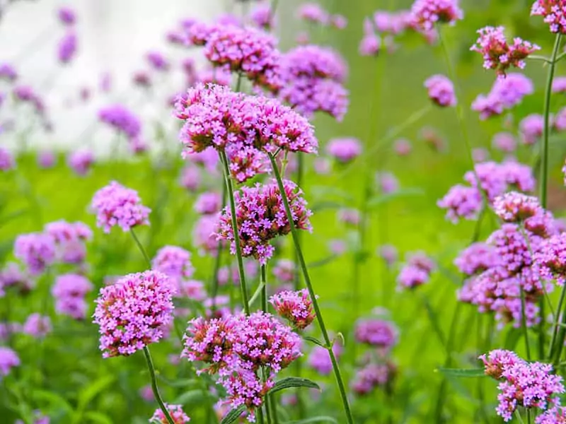 Verbena Bonariensis Purple Flower