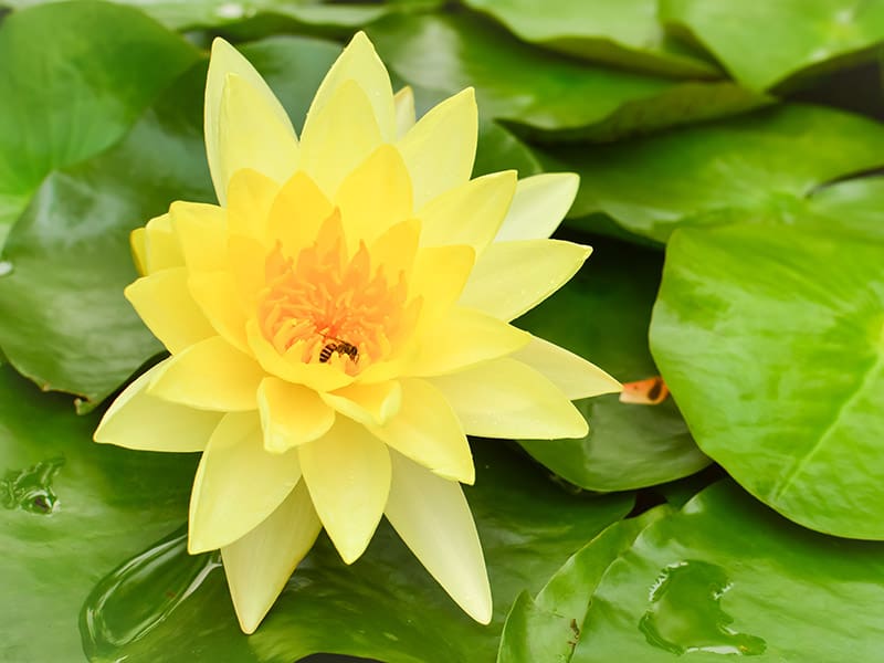 Waterlily Yellow Flowers