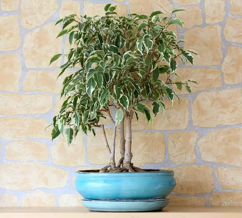 Weeping Fig