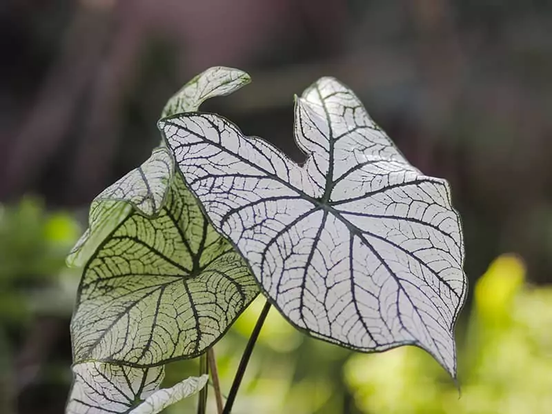 White Christmas Caladium