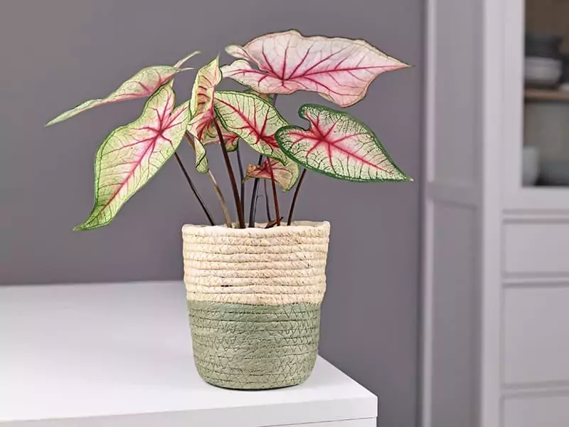 White Queen Caladium