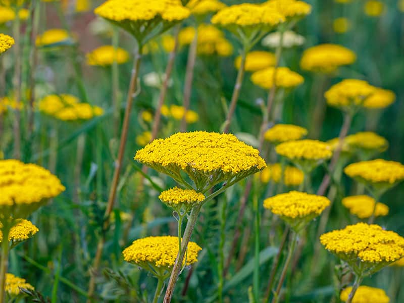 Yarrow Achillea