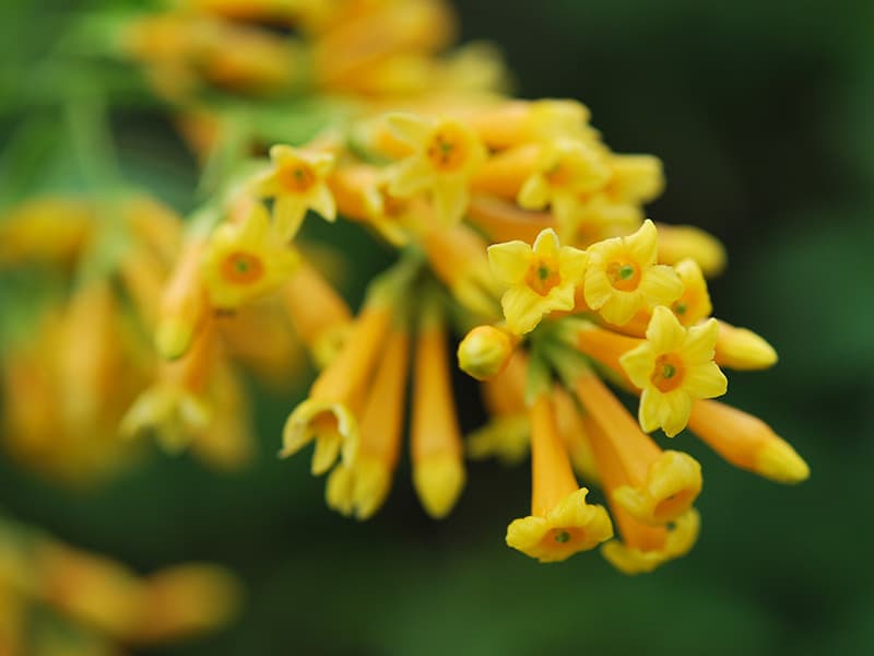 Yellow Cestrum Yellow Flowers