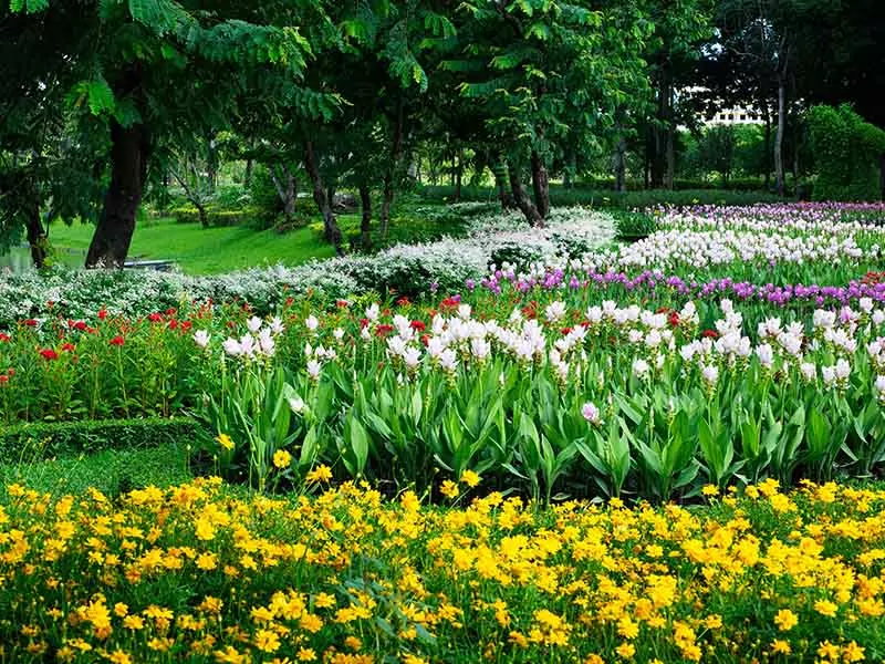 Yellow Flowers