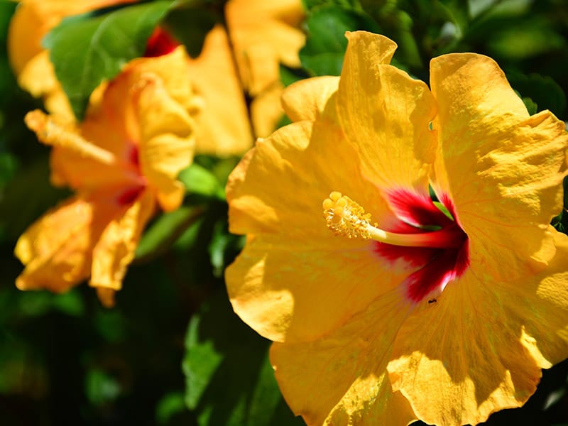 Yellow Hibiscus Yellow Flowers