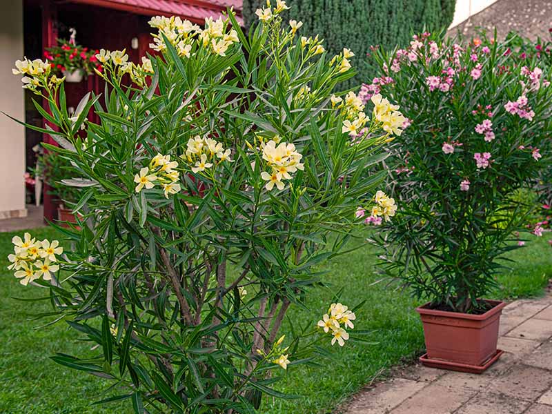 Yellow Oleander