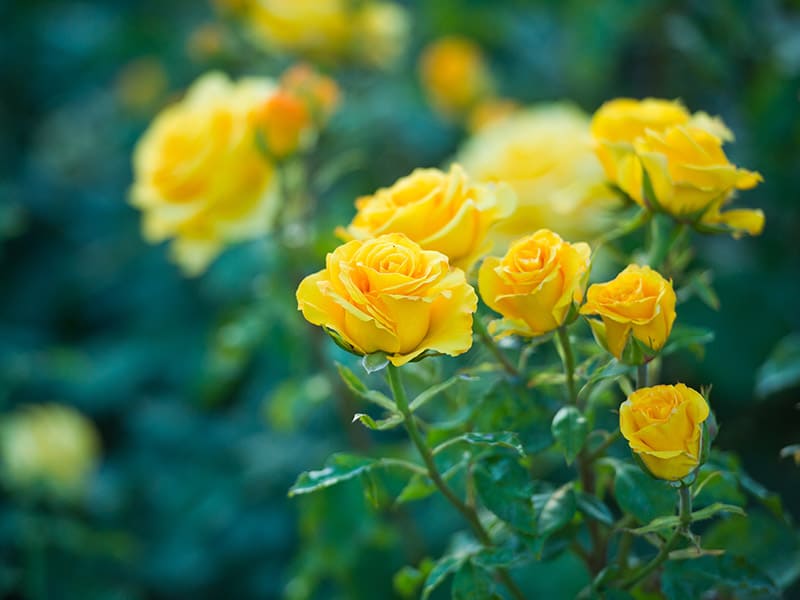 Yellow Rose