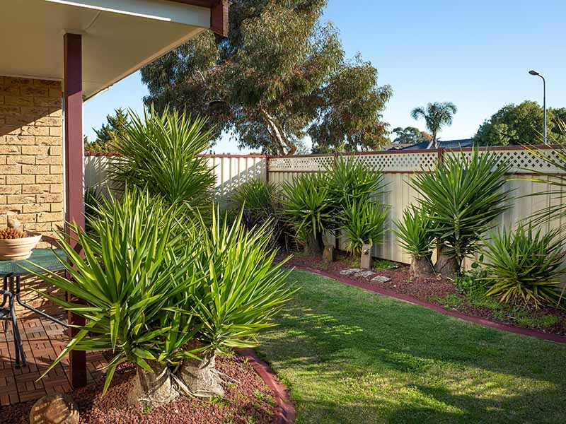 Yucca Balcony Plants