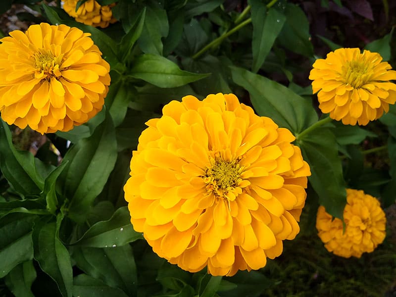 Zinnia Yellow Flowers