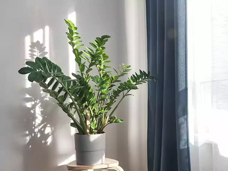 ZZ Plant