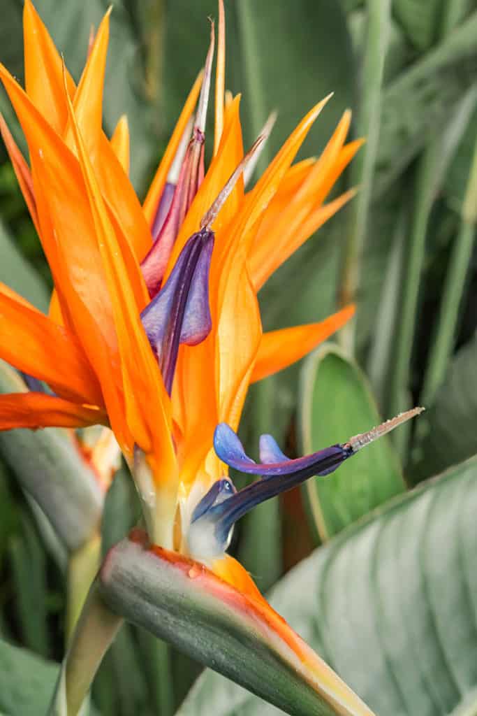 Bird Of Paradise