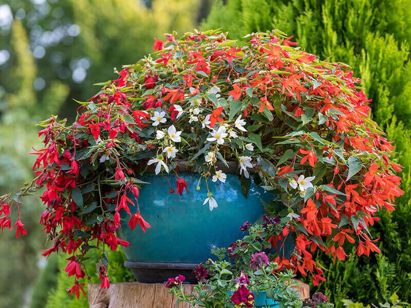 Bolivian Begonia