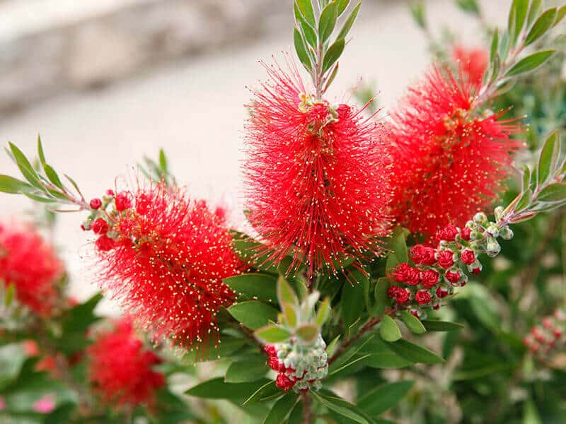 Bottlebrush Flowers