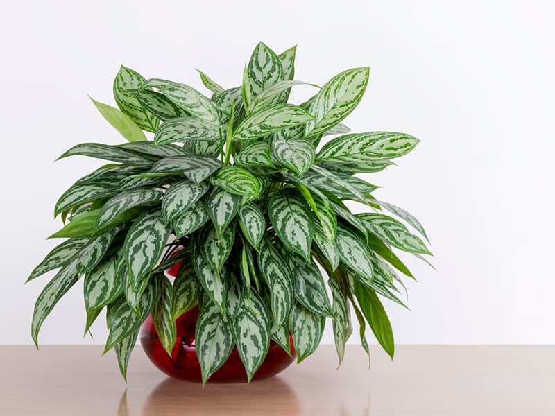 Chinese Evergreen