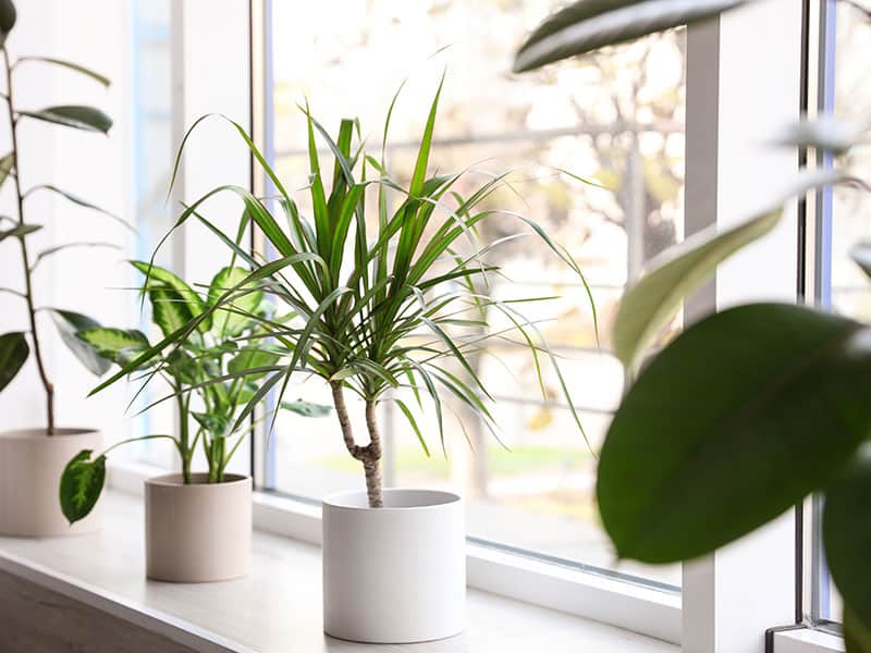 Different Potted Plants Near Window Home