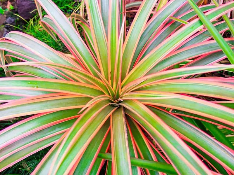 Dracaena Marginata Colorama