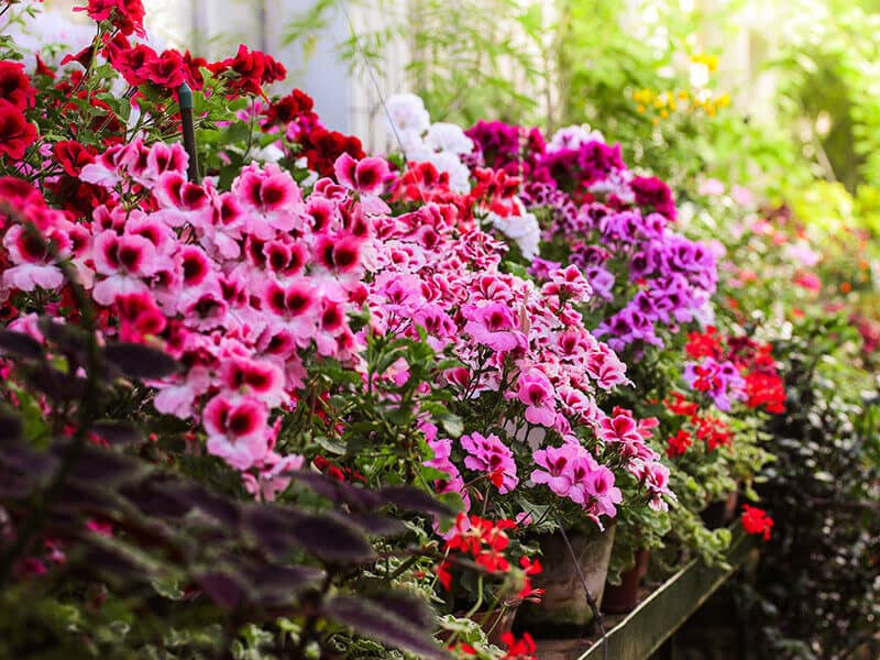 Geranium Flowers