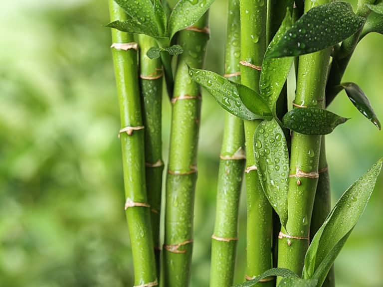 How to Grow Bamboo From Cuttings Foolproof Guide 2024