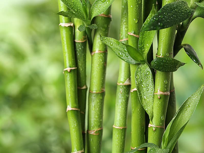 Green Bamboo Stems