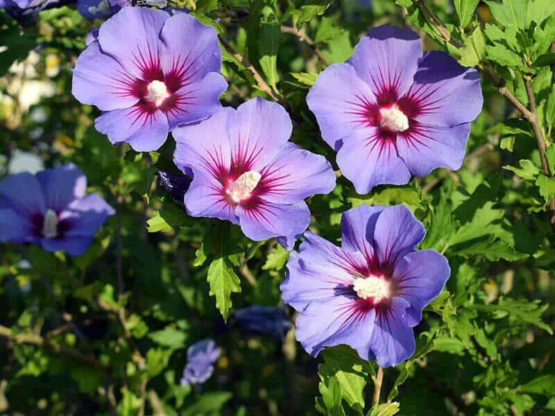 Hibiscus Syriacus