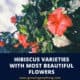 Hibiscus Varieties